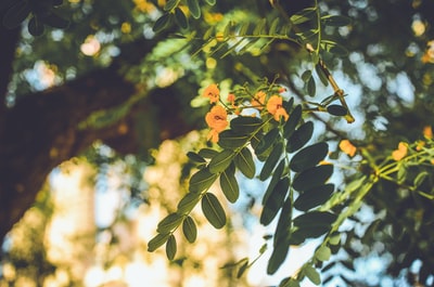 绿叶和黄叶树木的选择性聚焦摄影